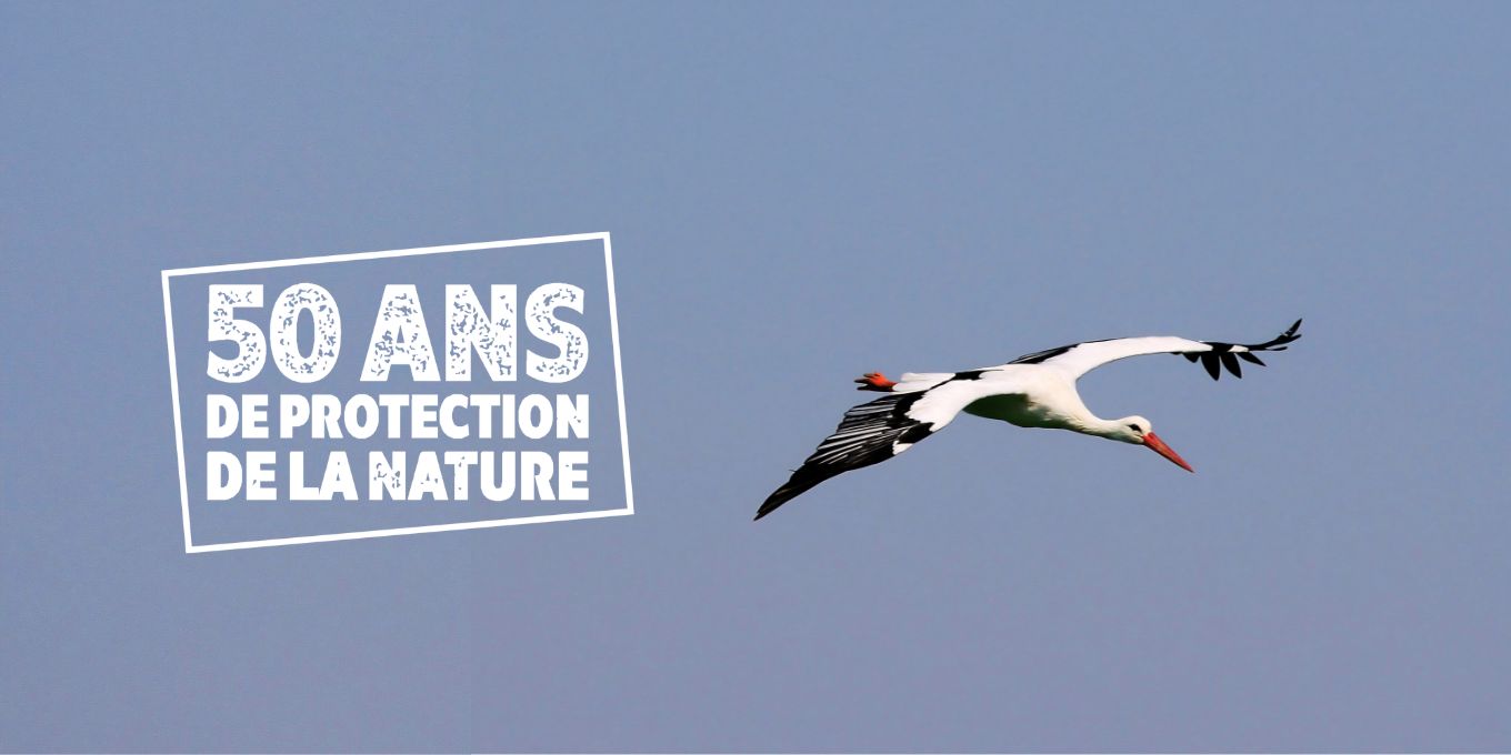 Loi du 10 juillet 1976 : la preuve, 50 ans après, que protéger la nature fonctionne
